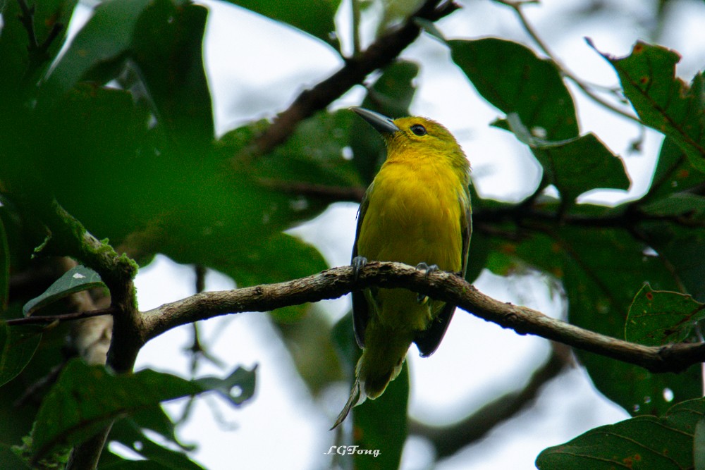 Great Iora - ML641539849