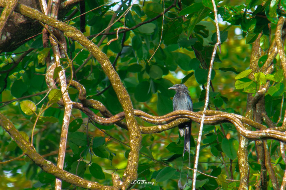 Greater Racket-tailed Drongo - ML641539851