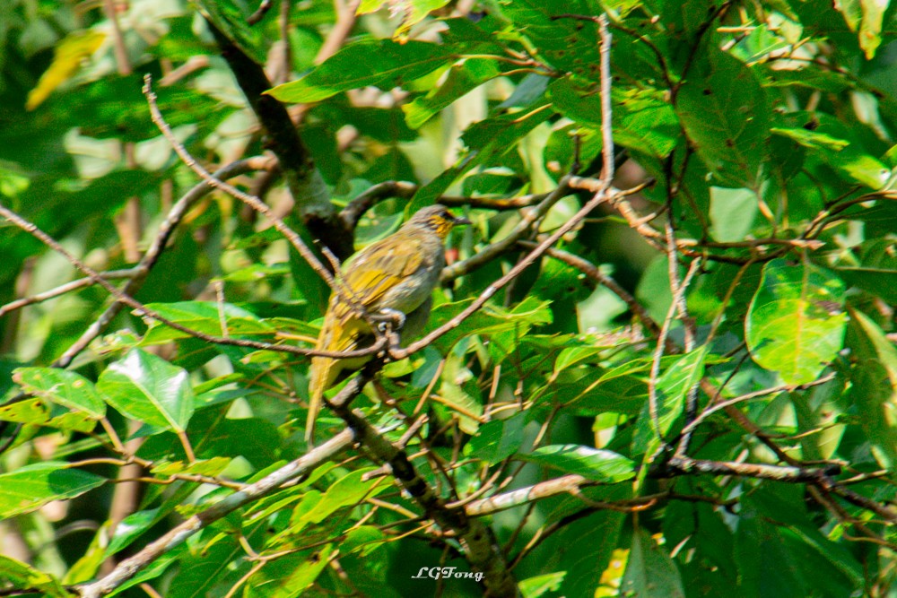 Stripe-throated Bulbul - ML641539866