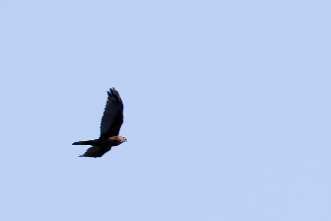 Brown Goshawk - ML641539869