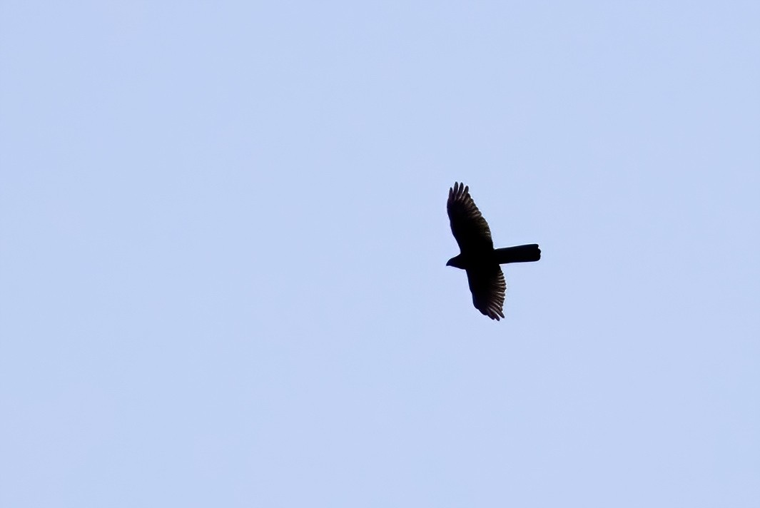 Brown Goshawk - ML641539871