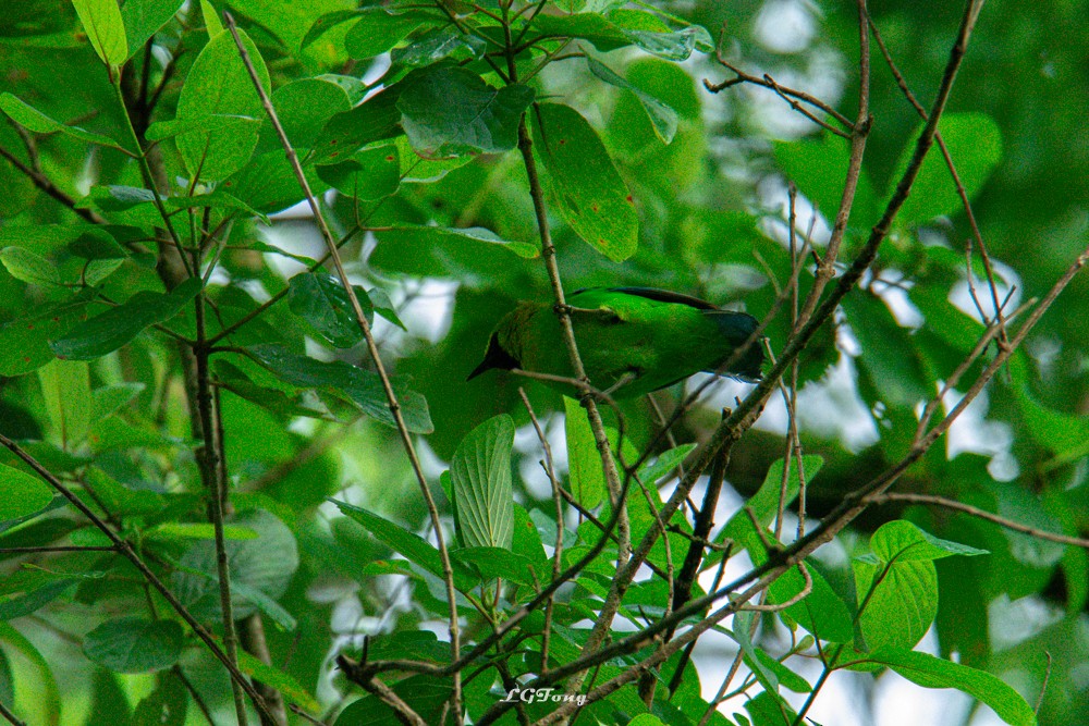Blue-winged Leafbird - ML641539884