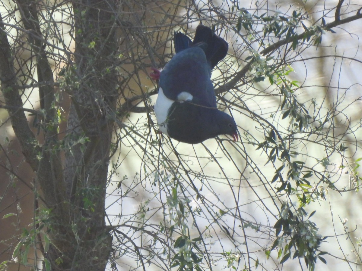 New Zealand Pigeon - ML641539907