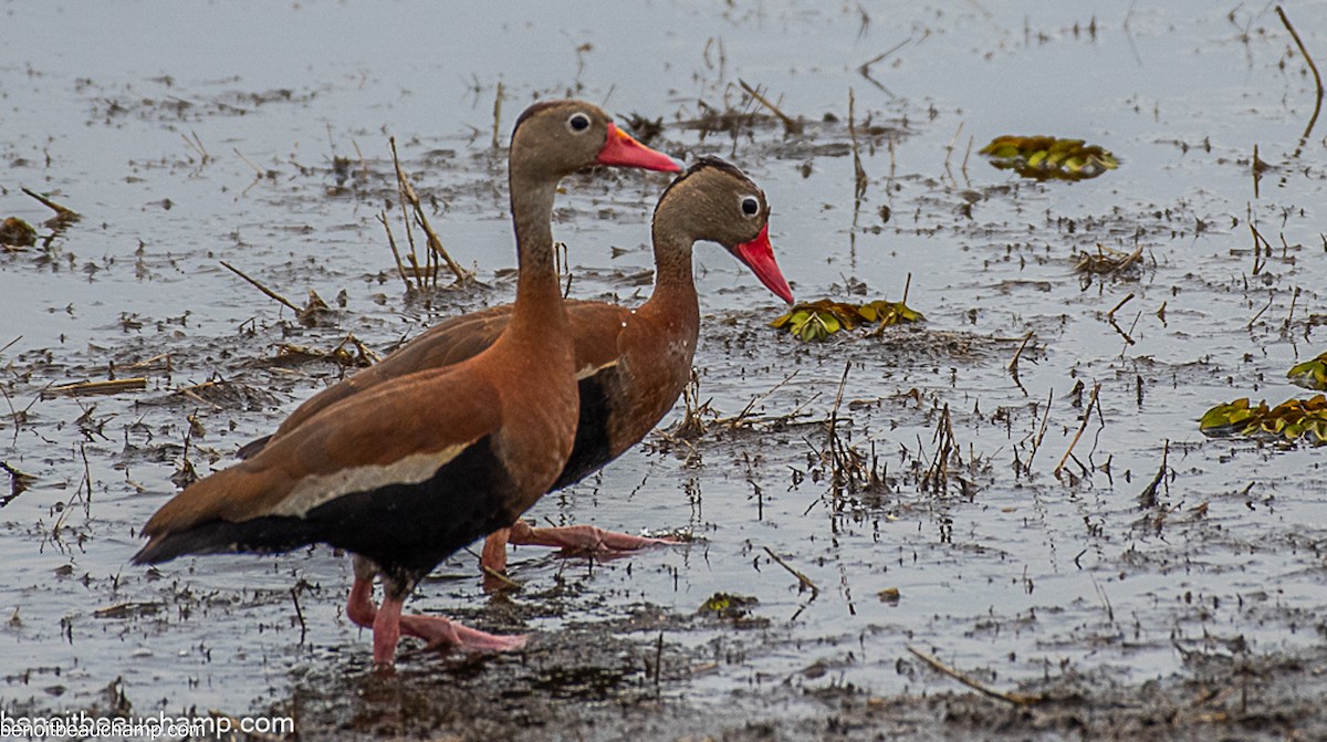 Black-bellied Whistling-Duck - ML641539908