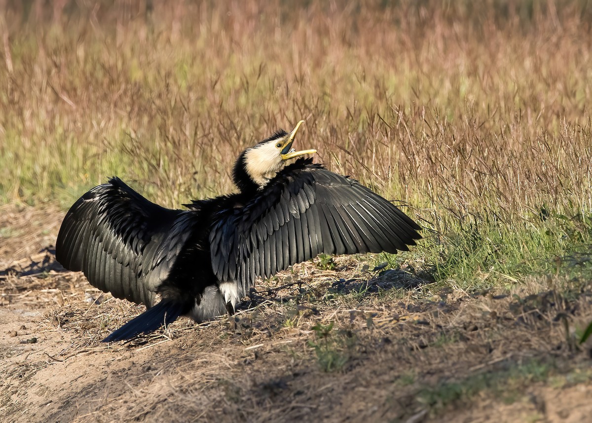 Little Pied Cormorant - ML641539911