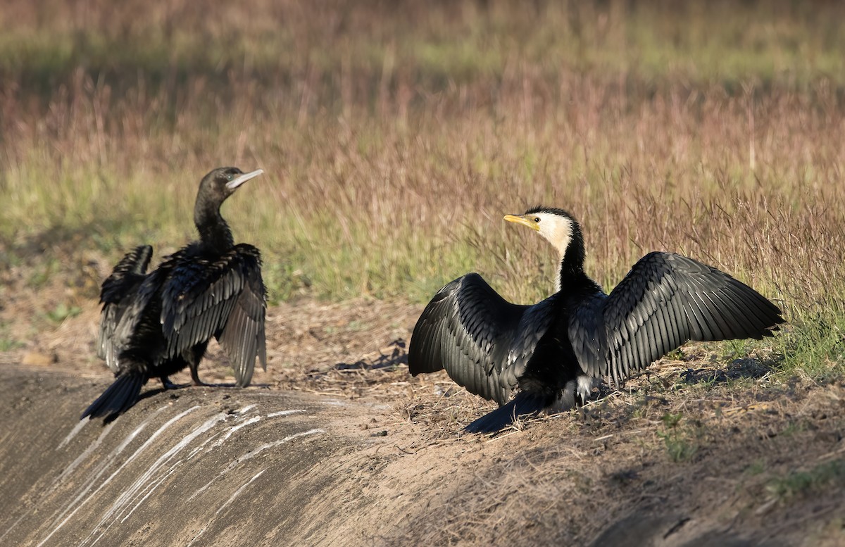 Little Pied Cormorant - ML641539912