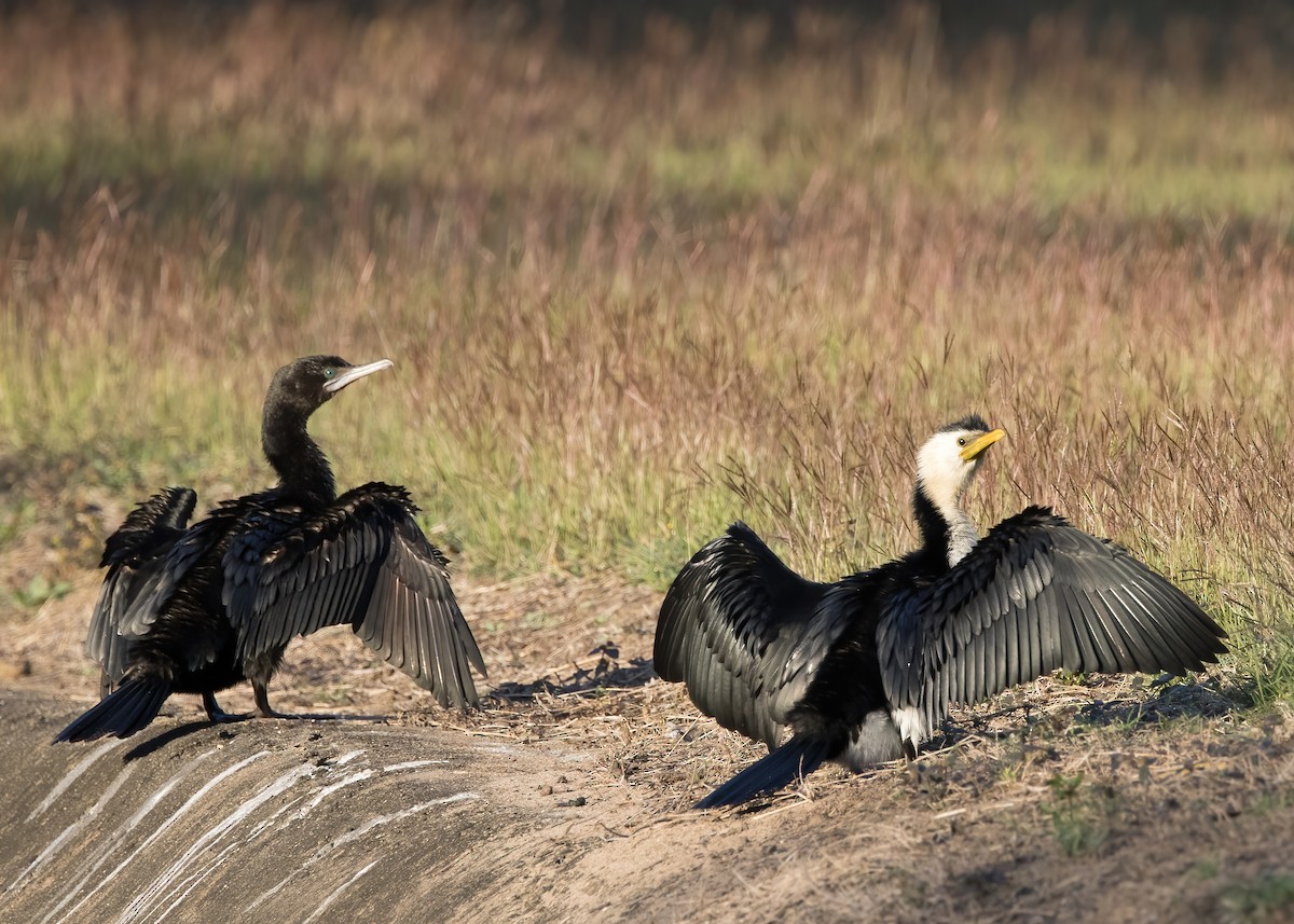 Little Pied Cormorant - ML641539913