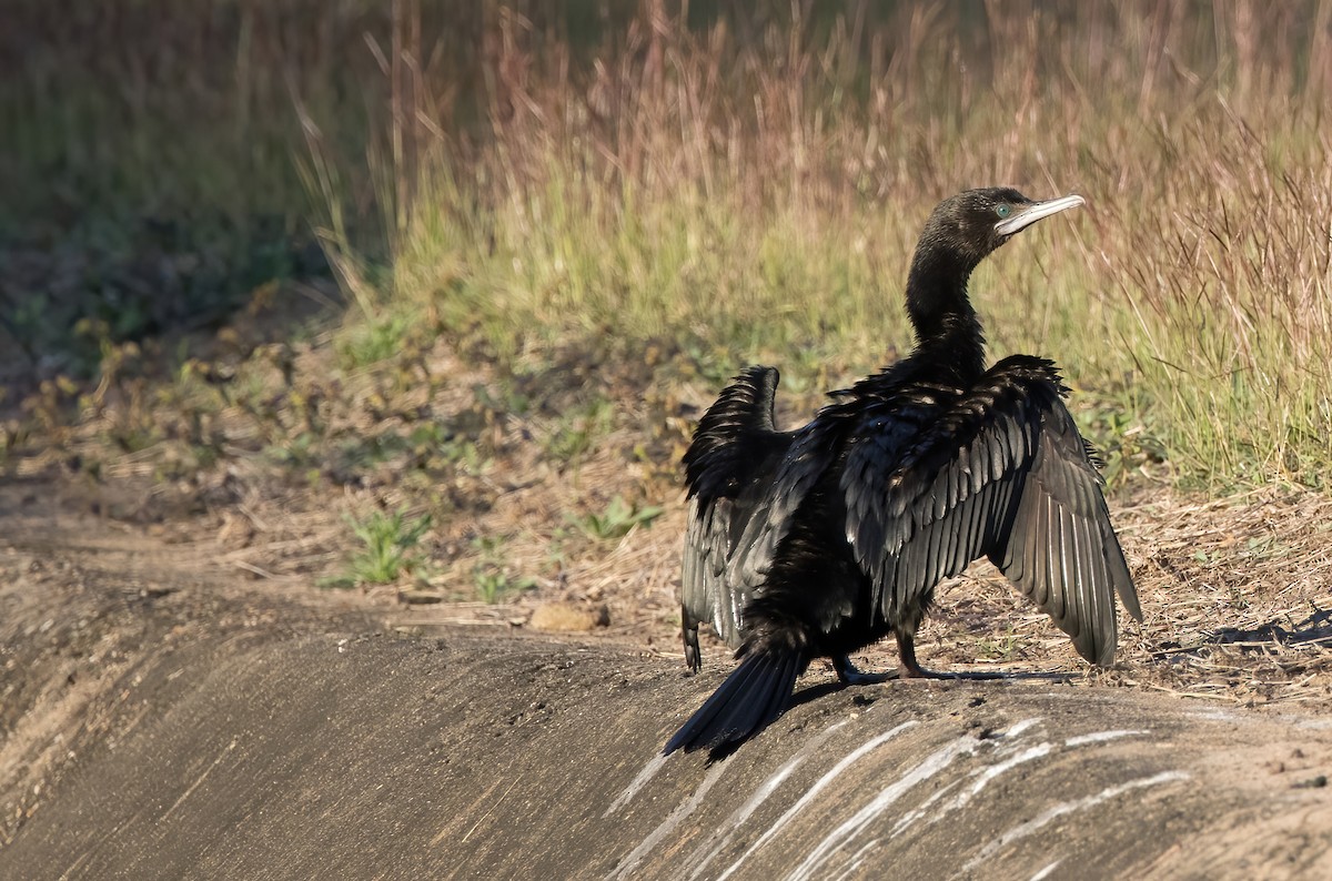 Little Black Cormorant - ML641539916