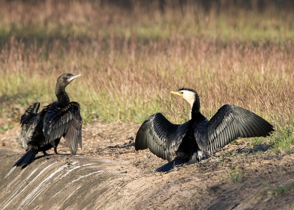 Little Pied Cormorant - ML641539934
