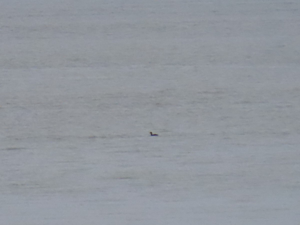 Steller's Eider - ML641539947