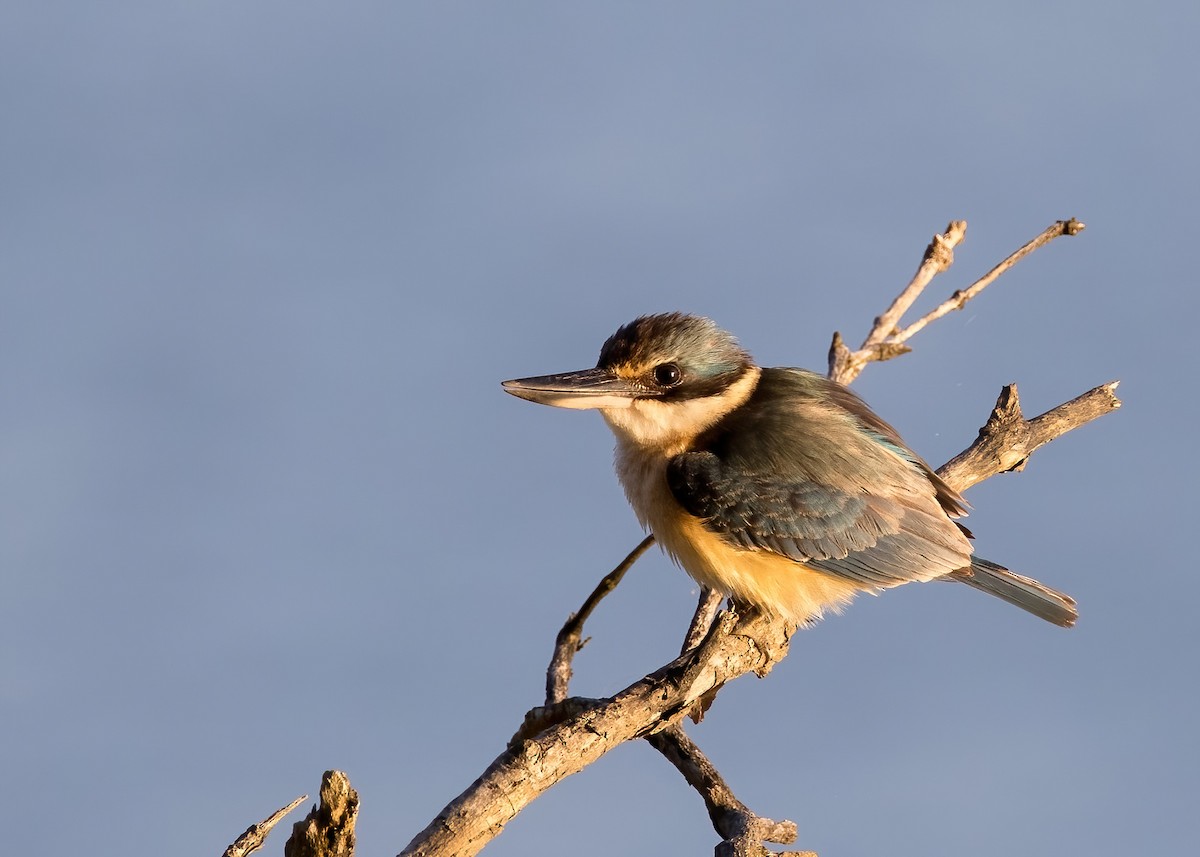 Sacred Kingfisher (Australasian) - ML641539953