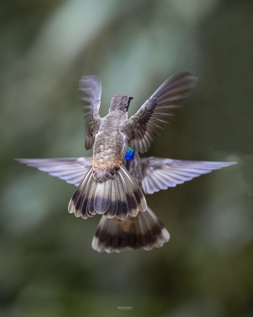 Brown Violetear - ML641539961