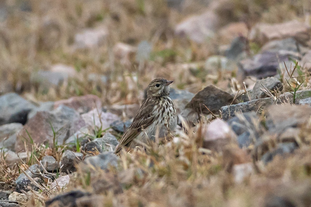 Pipit des arbres - ML641539962