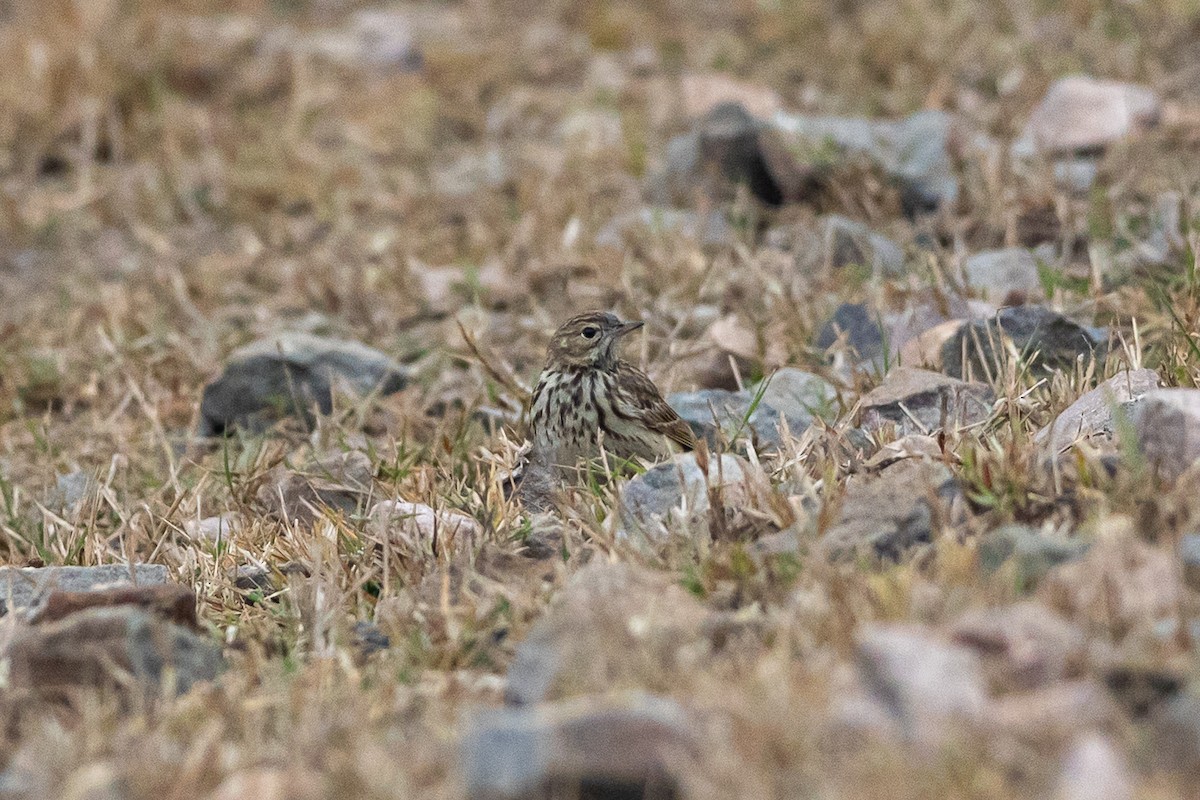 Pipit des arbres - ML641539963