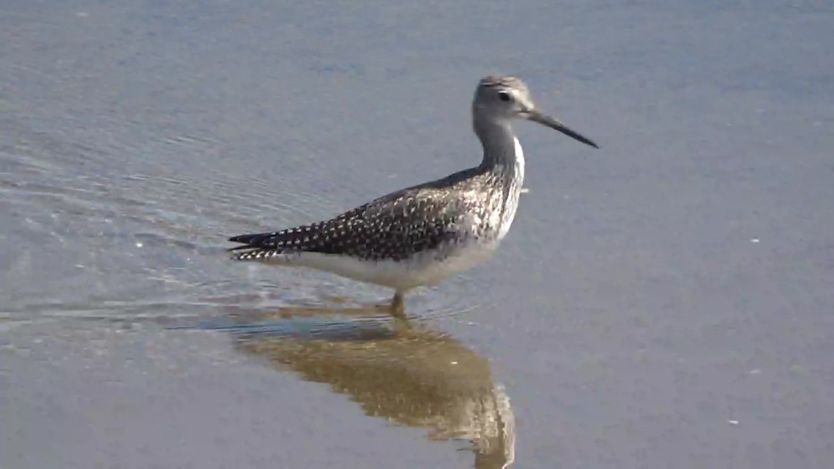 plystresnipe - ML641540046