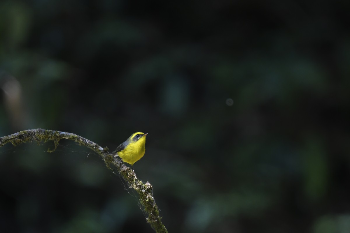 Yellow-bellied Fairy-Fantail - ML641540047