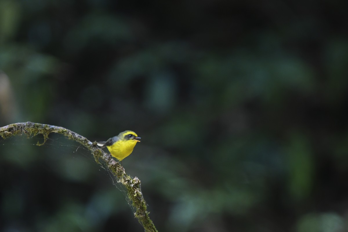Yellow-bellied Fairy-Fantail - ML641540048