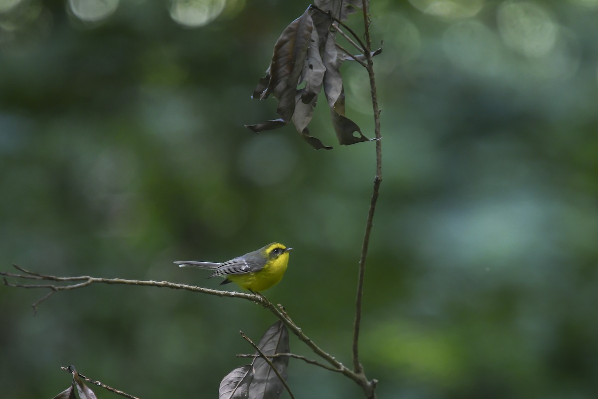Yellow-bellied Fairy-Fantail - ML641540049