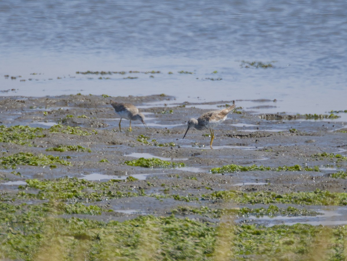 plystresnipe - ML641540052
