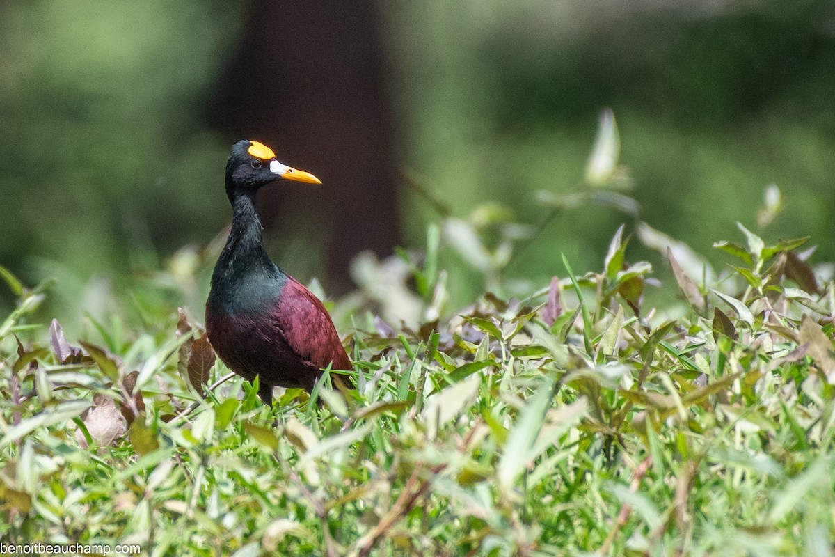 Northern Jacana - ML641540055