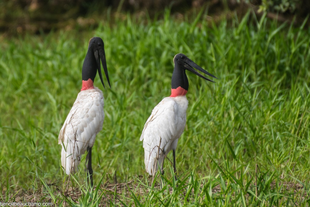 Jabiru - ML641540100