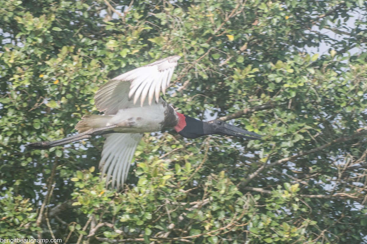 Jabiru - ML641540101