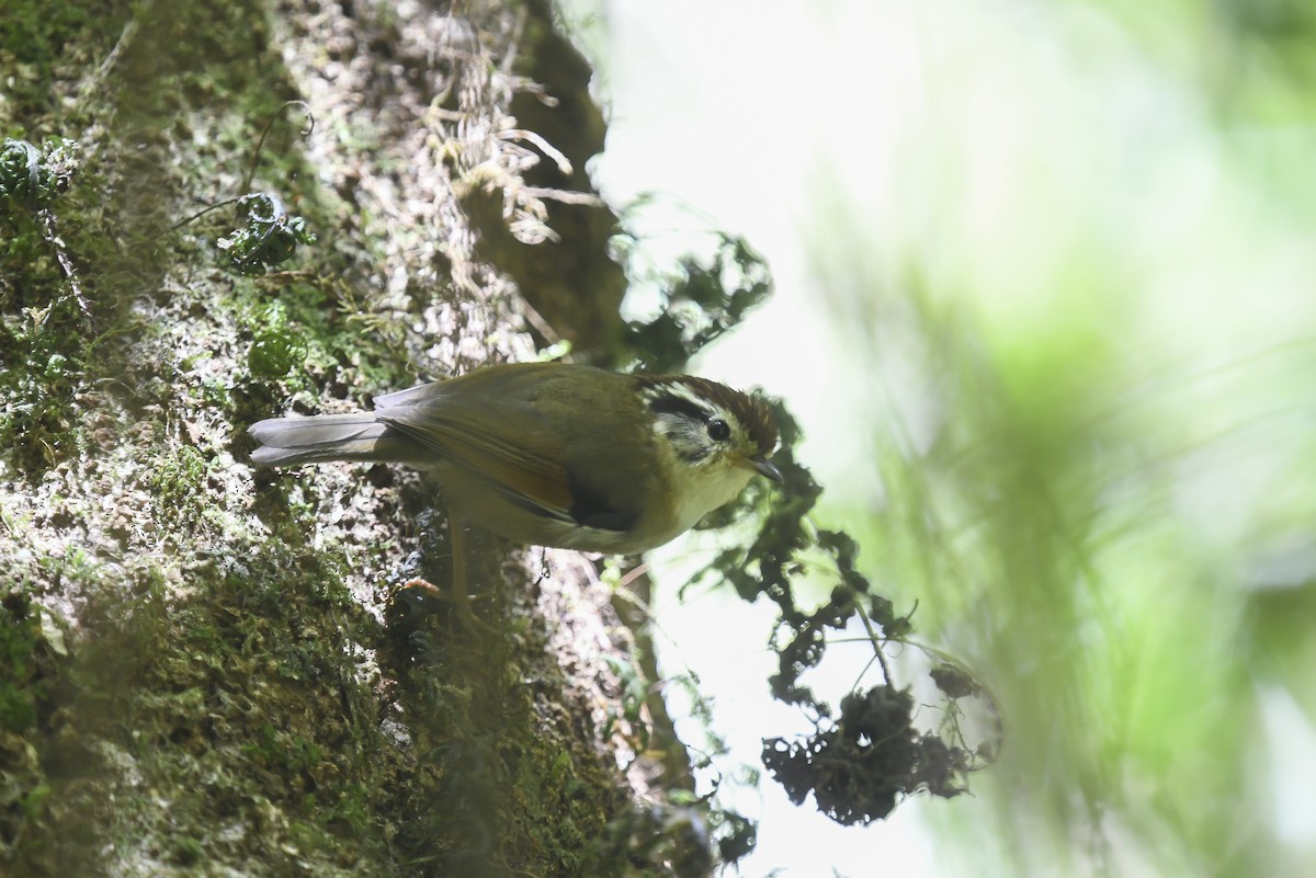 Rufous-winged Fulvetta - ML641540104