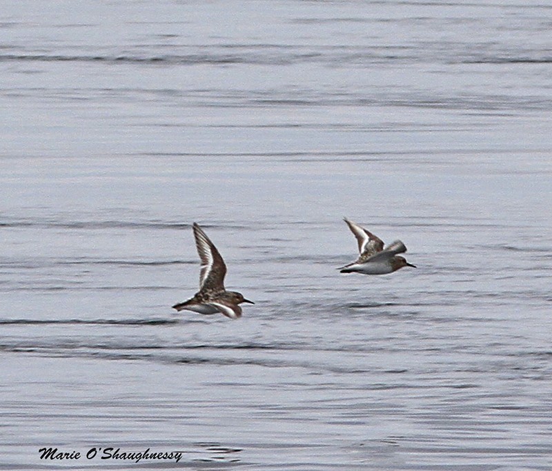 Sanderling - Marie O'Shaughnessy