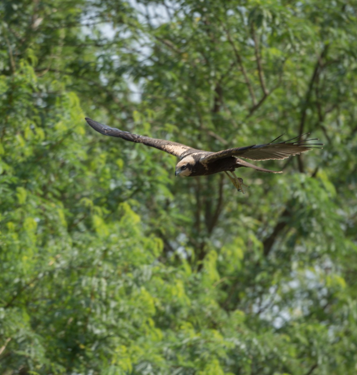 Western Marsh Harrier - ML641540113