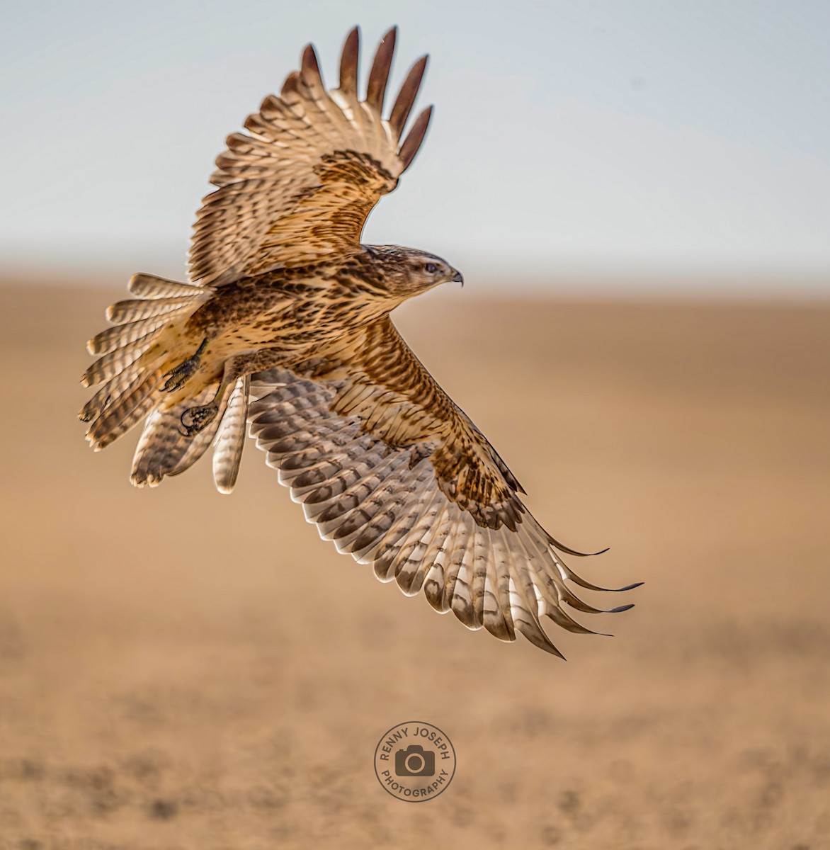 歐亞鵟(vulpinus/menetriesi) - ML641540126