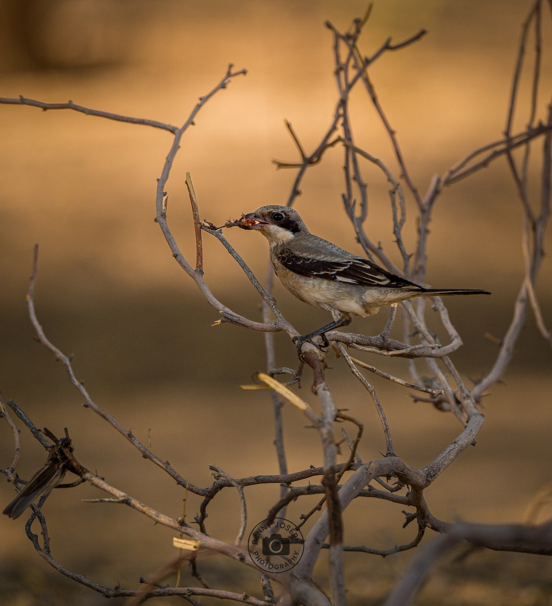 Lesser Gray Shrike - ML641540135