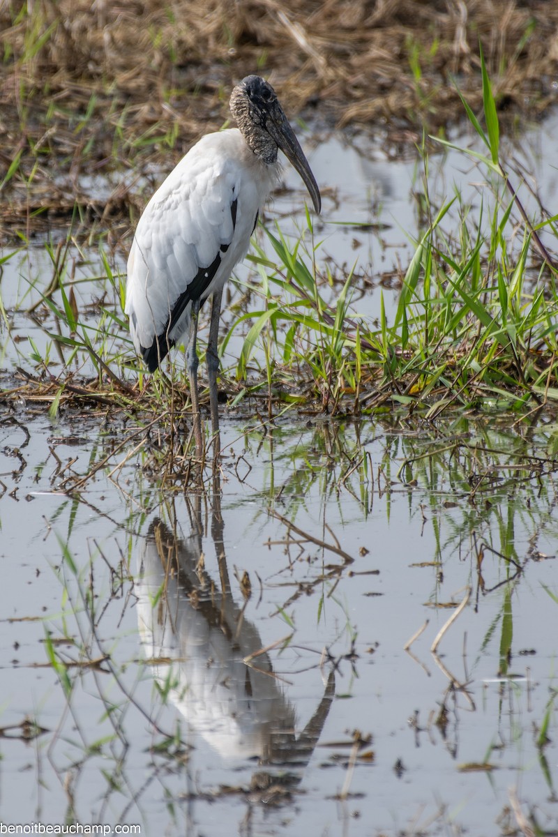 Wood Stork - ML641540138