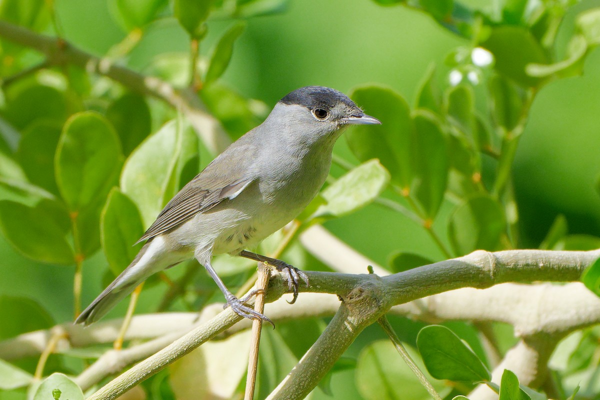 Eurasian Blackcap - ML641540157