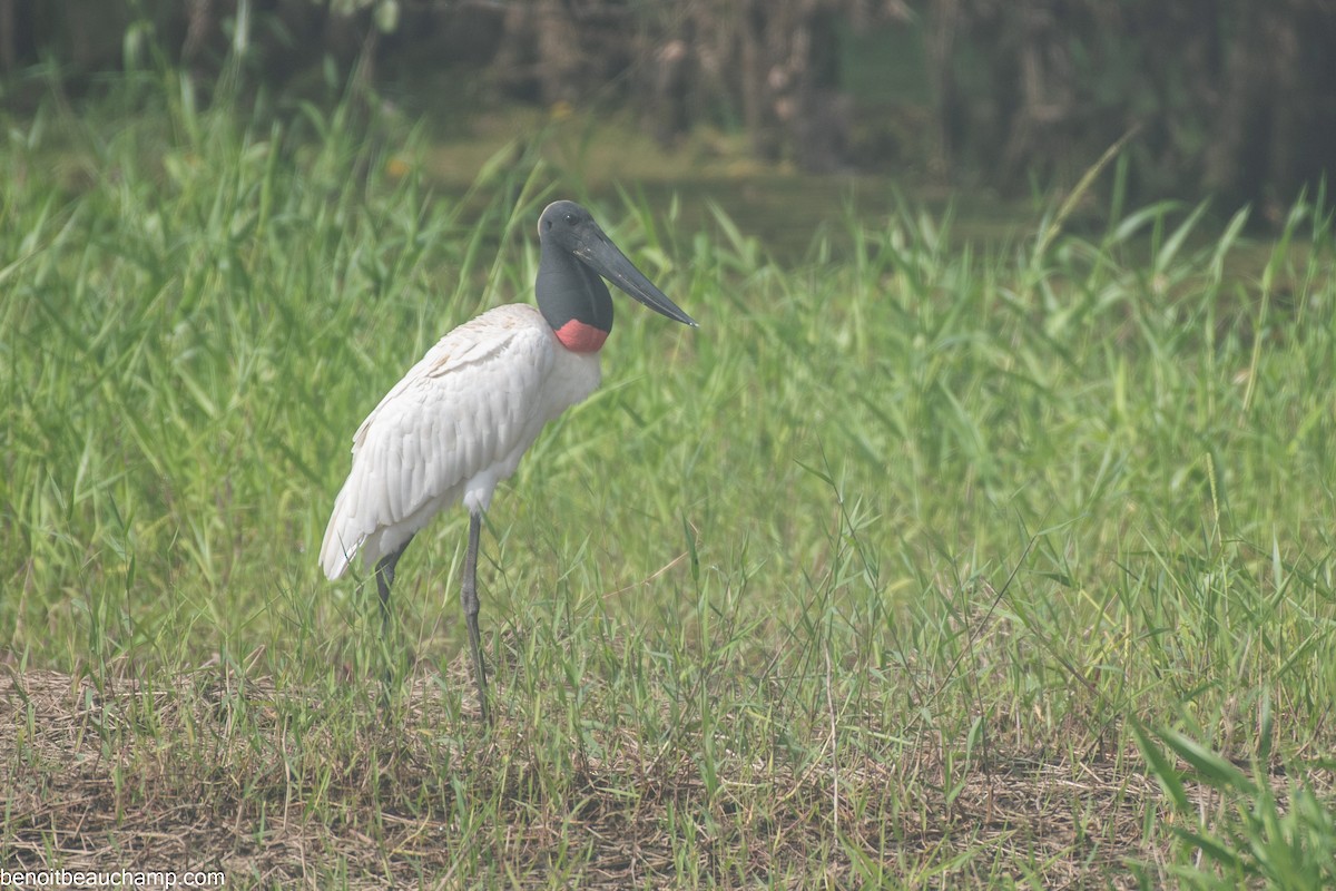 Jabiru - ML641540161