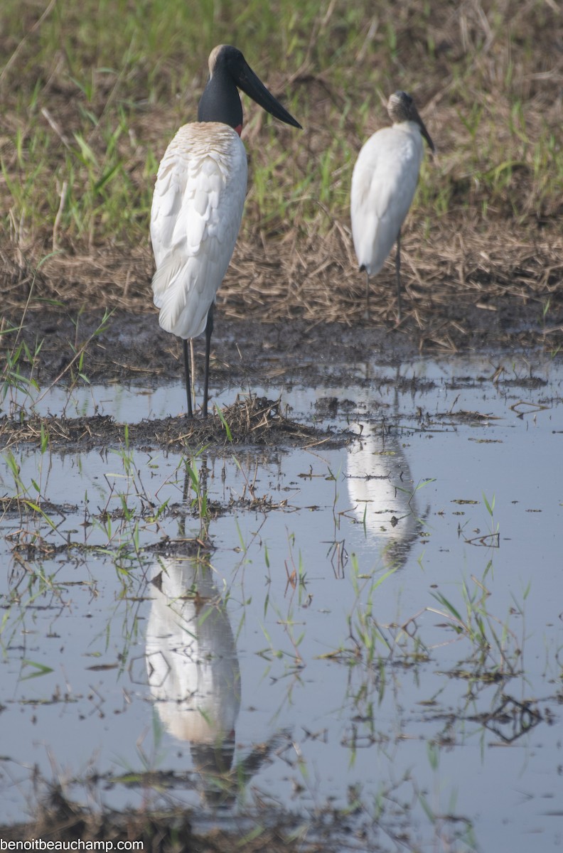 Jabiru - ML641540162