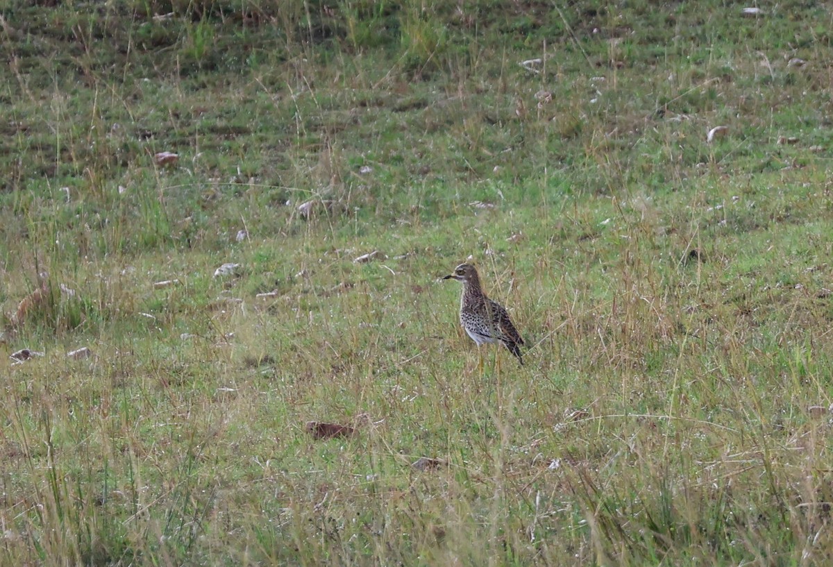 Spotted Thick-knee - ML641540165