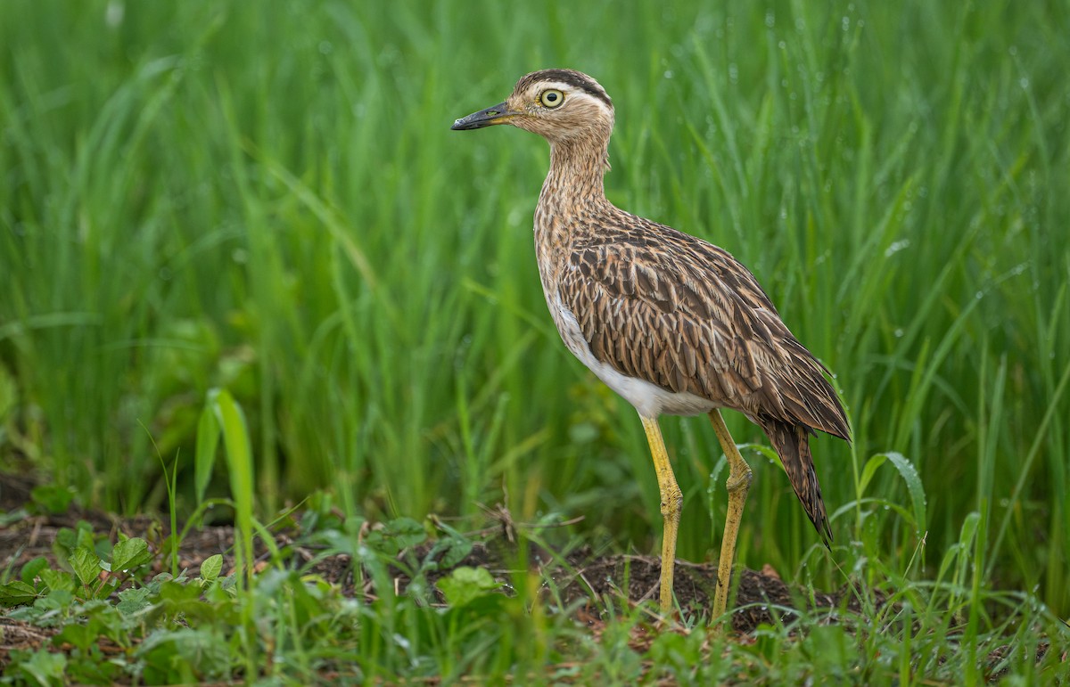 Double-striped Thick-knee - ML641540183