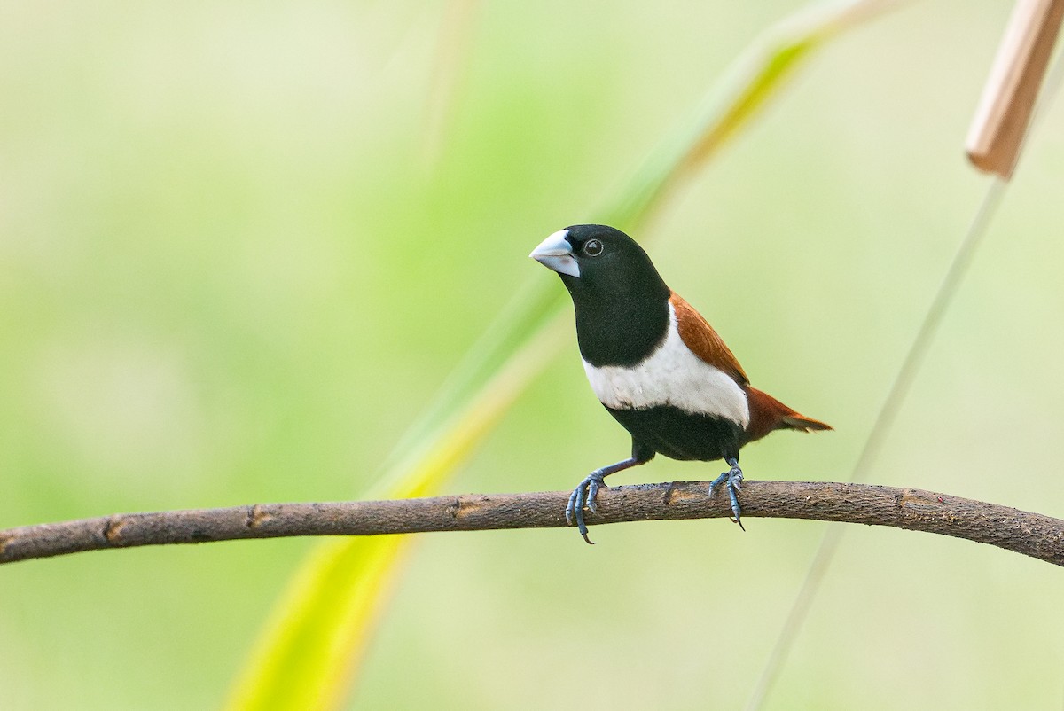 Tricolored Munia - ML641540192