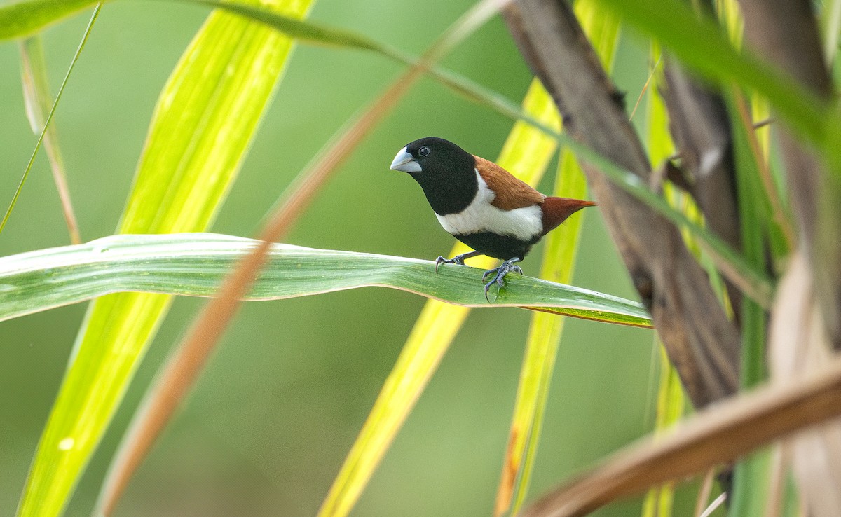 Tricolored Munia - ML641540193