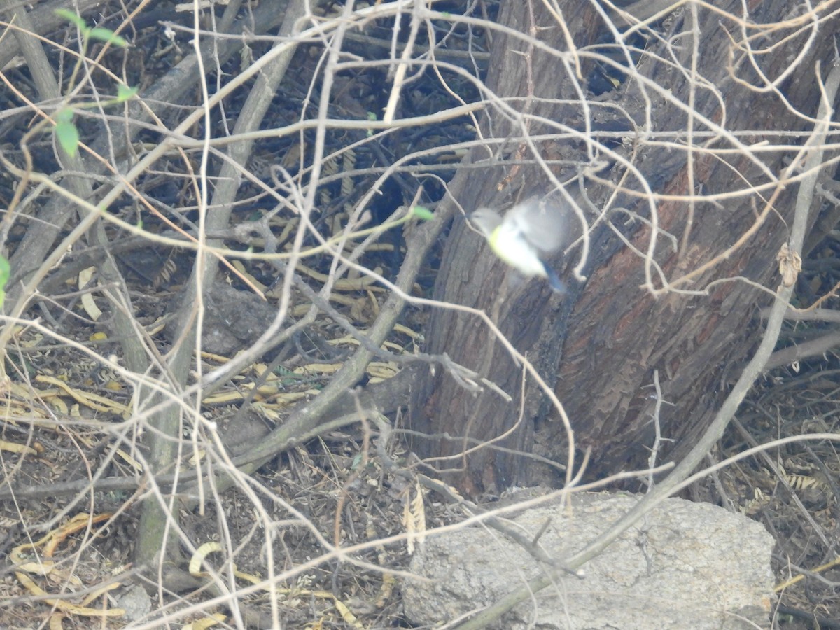 Purple-rumped Sunbird - ML641540201