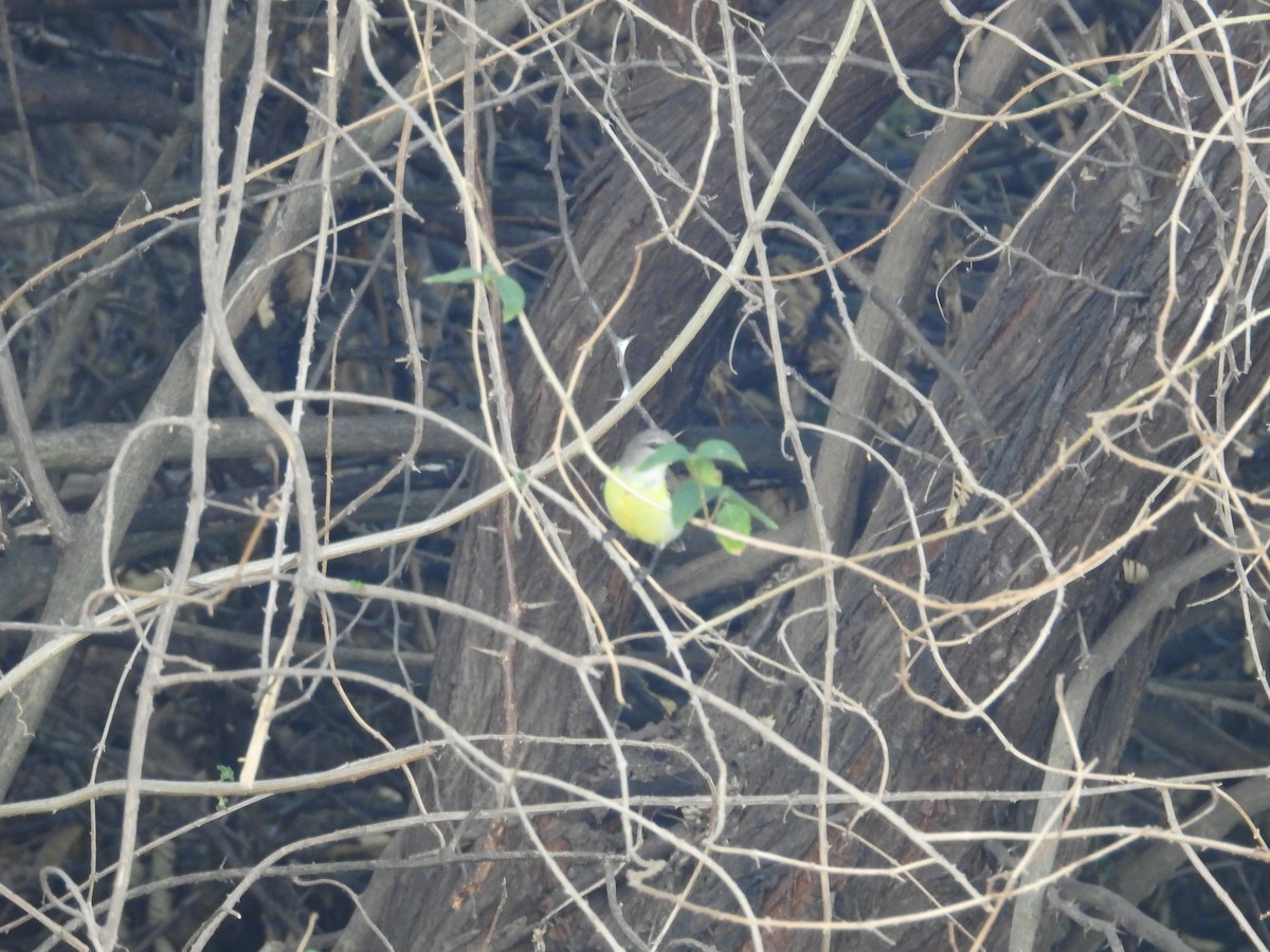 Purple-rumped Sunbird - ML641540204