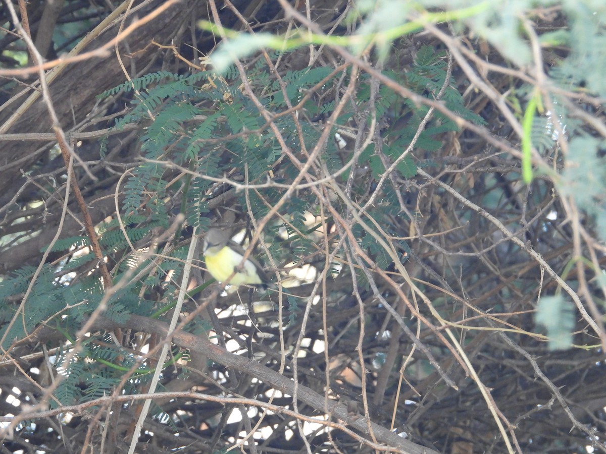 Purple-rumped Sunbird - ML641540205