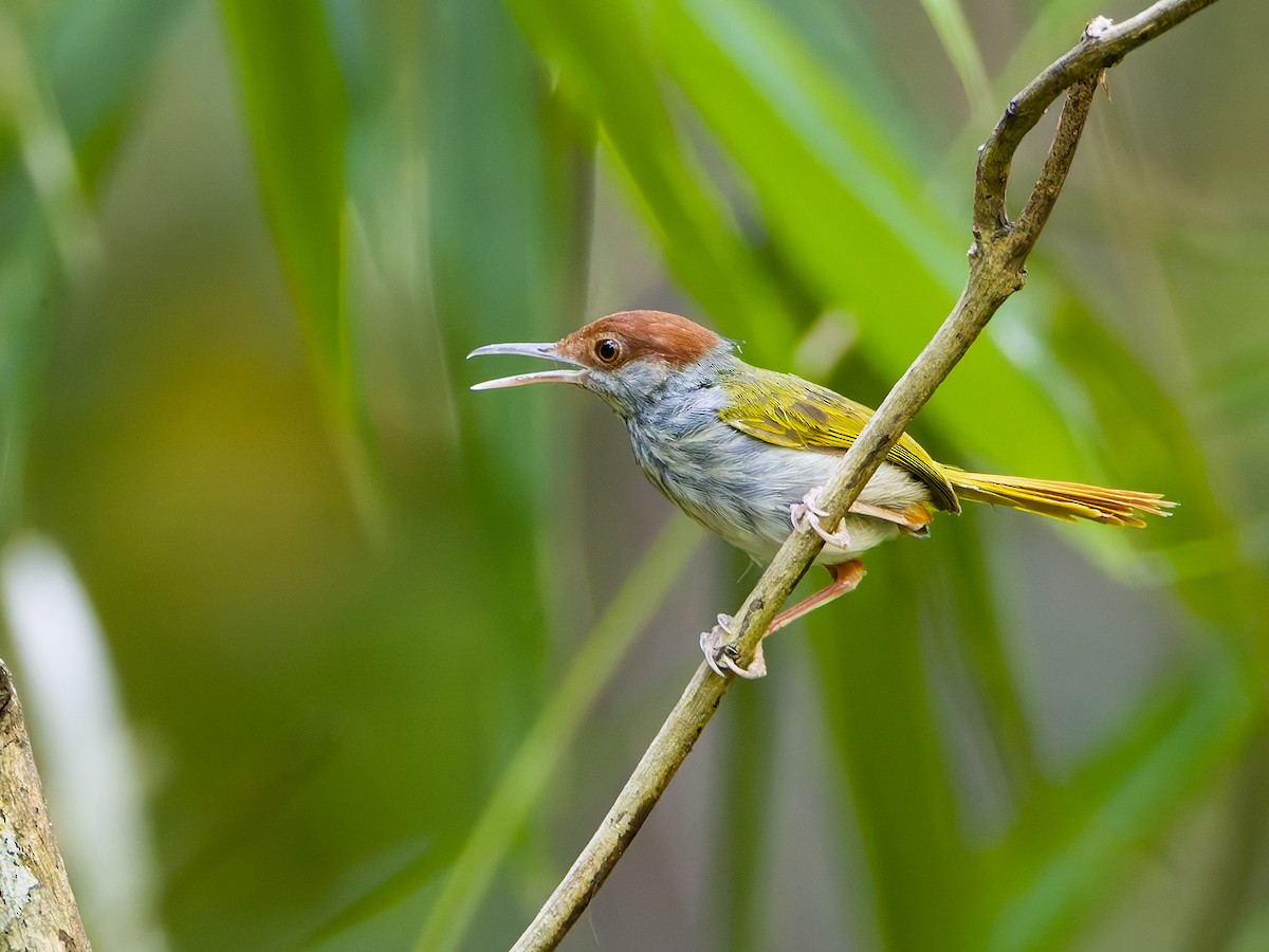 Green-backed Tailorbird - ML641540207