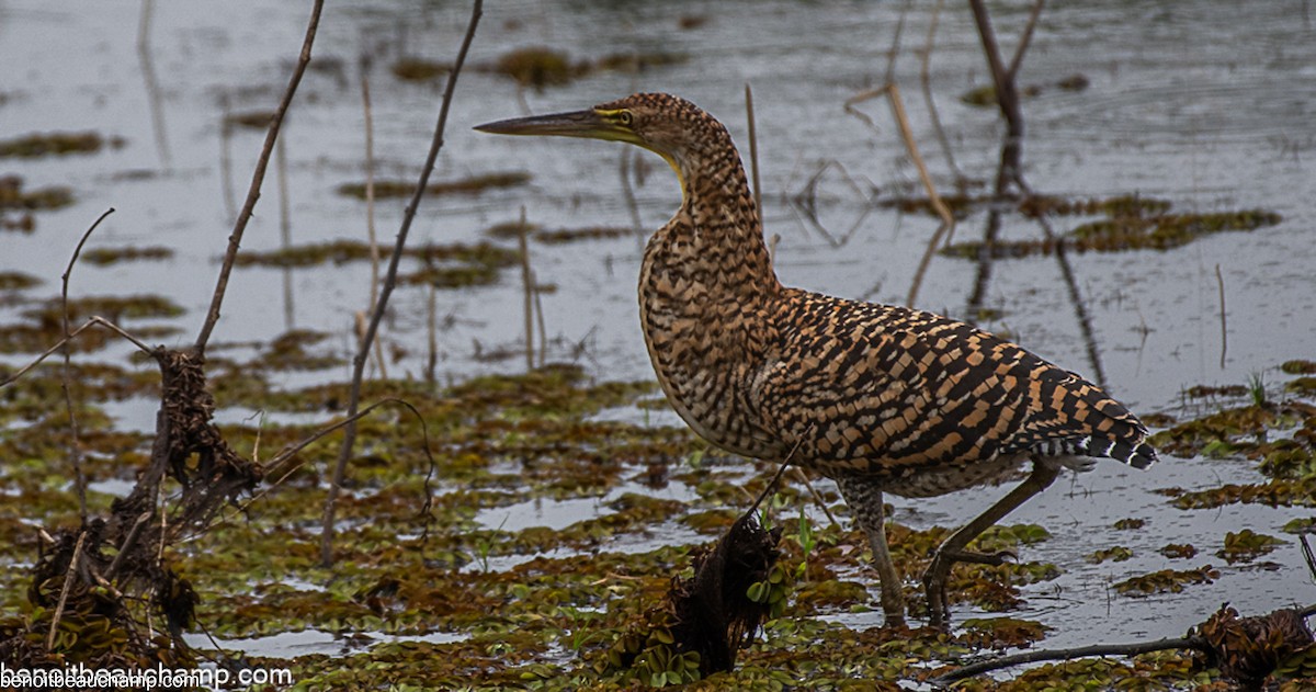 Bare-throated Tiger-Heron - ML641540211