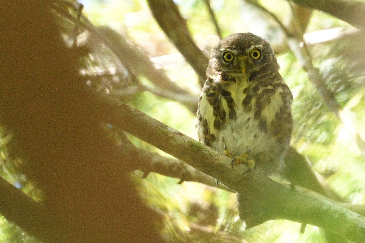 Collared Owlet - ML641540213