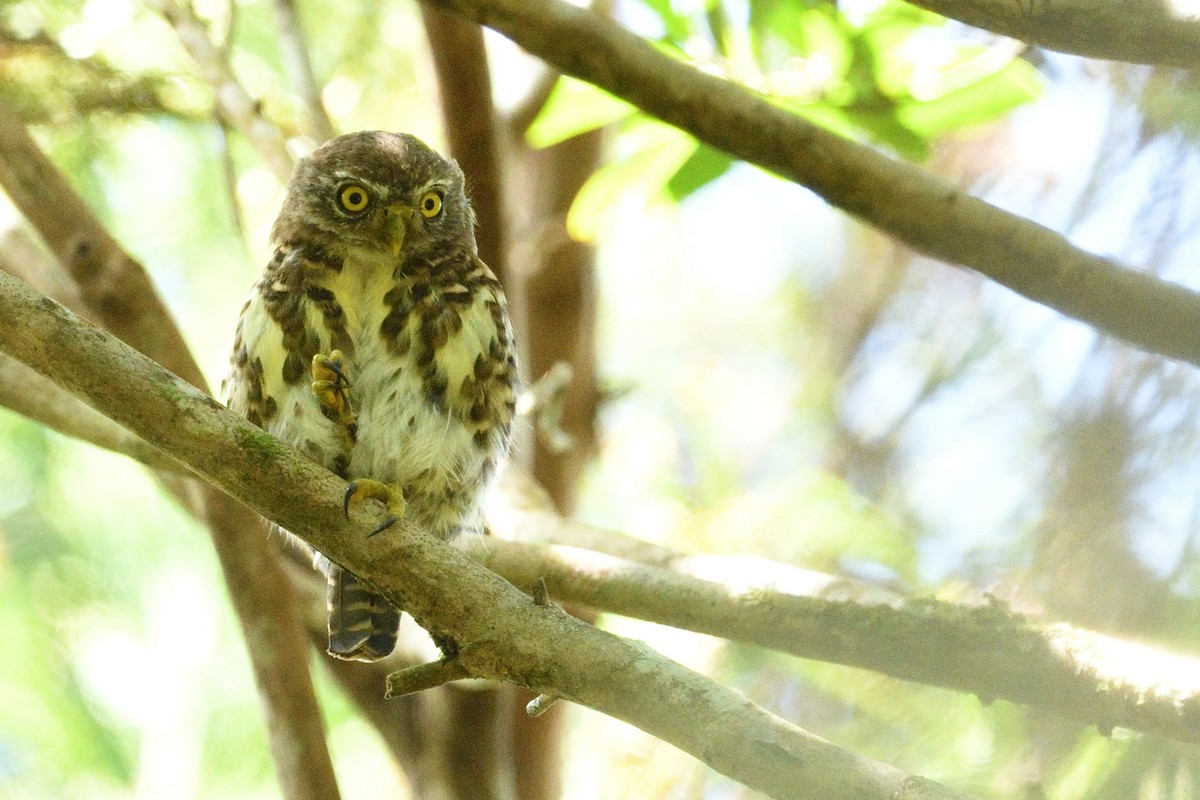Collared Owlet - ML641540214