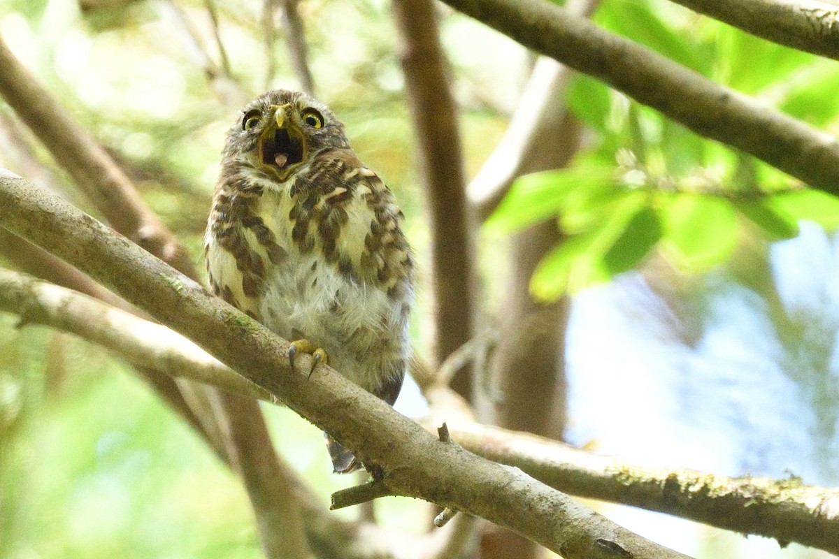 Collared Owlet - ML641540215