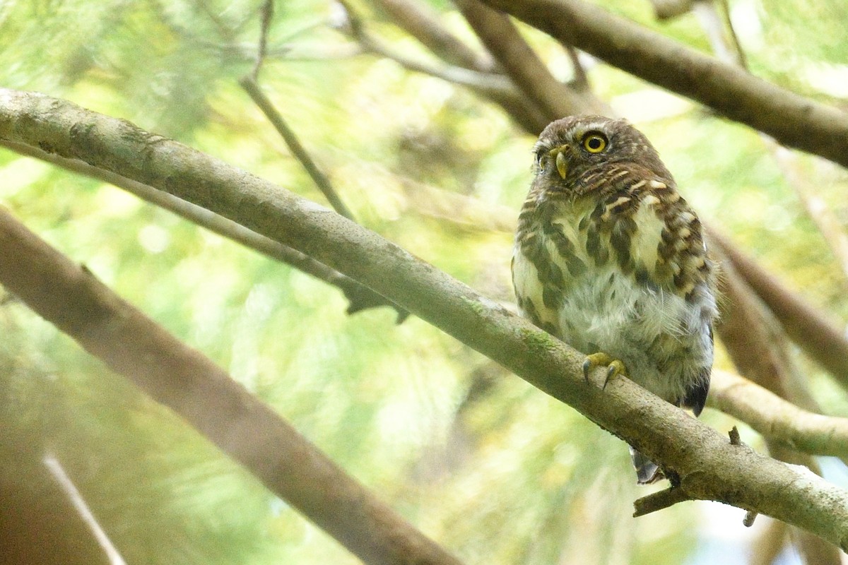 Collared Owlet - ML641540217