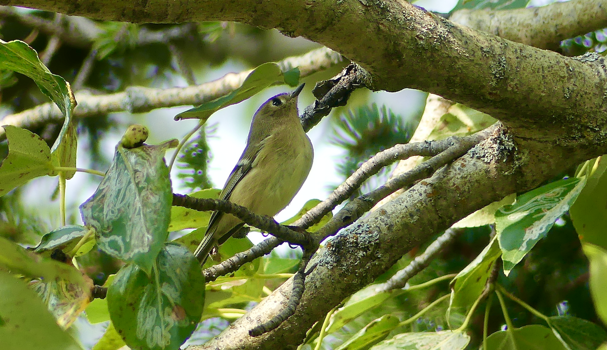 Ruby-crowned Kinglet - ML641540224