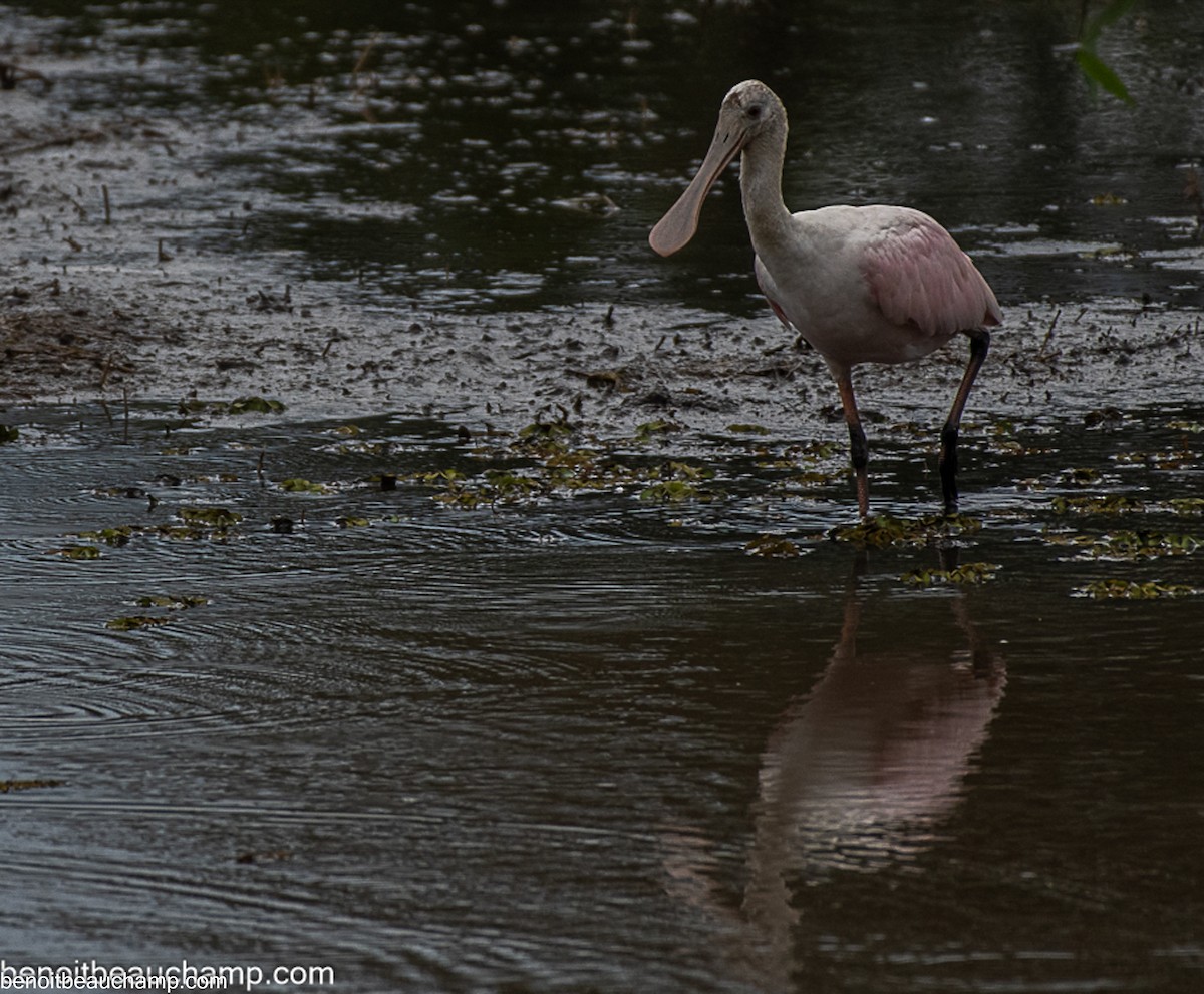 Roseate Spoonbill - ML641540228